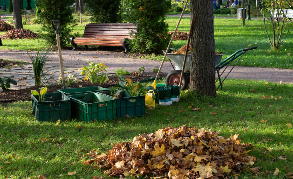 Cart, rake, containers with seedlings.Autumn leaf cleaning in the Park